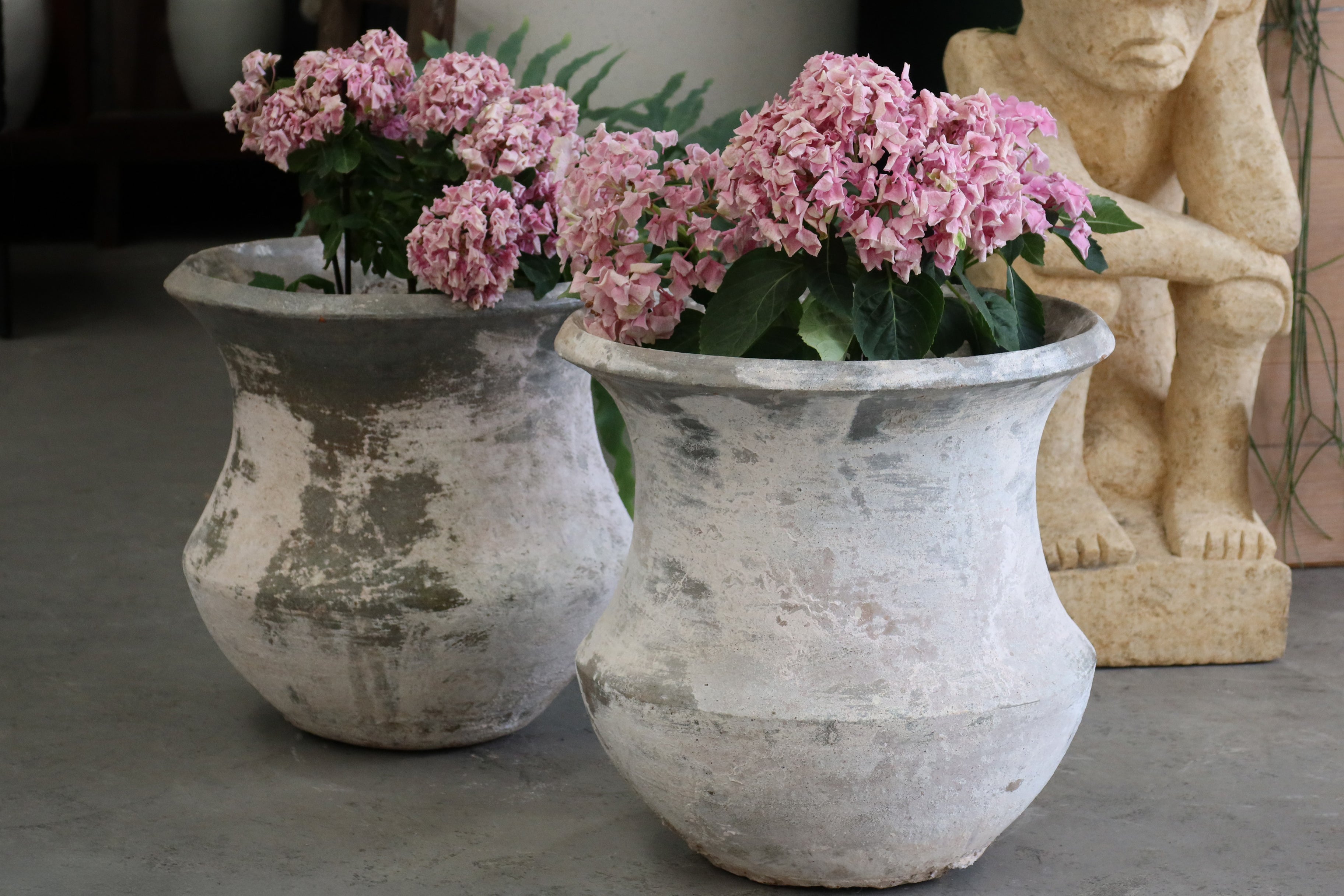 Pot Bluebell
