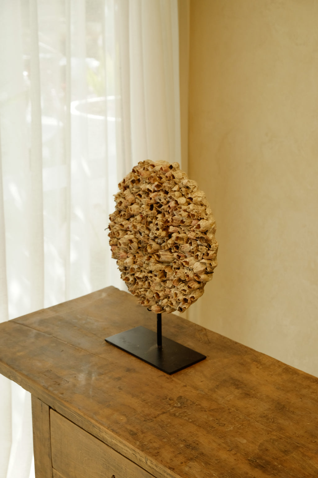 Barnacle Wall Plaque 250mm