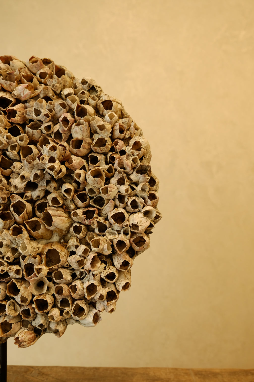 Barnacle Wall Plaque 250mm