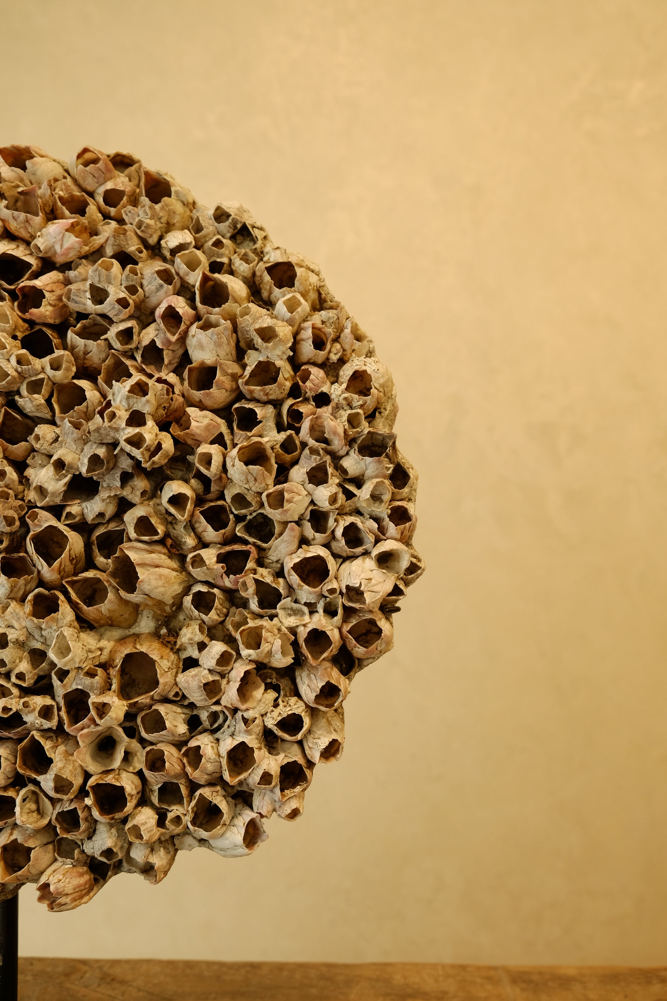 Barnacle Wall Plaque 250mm