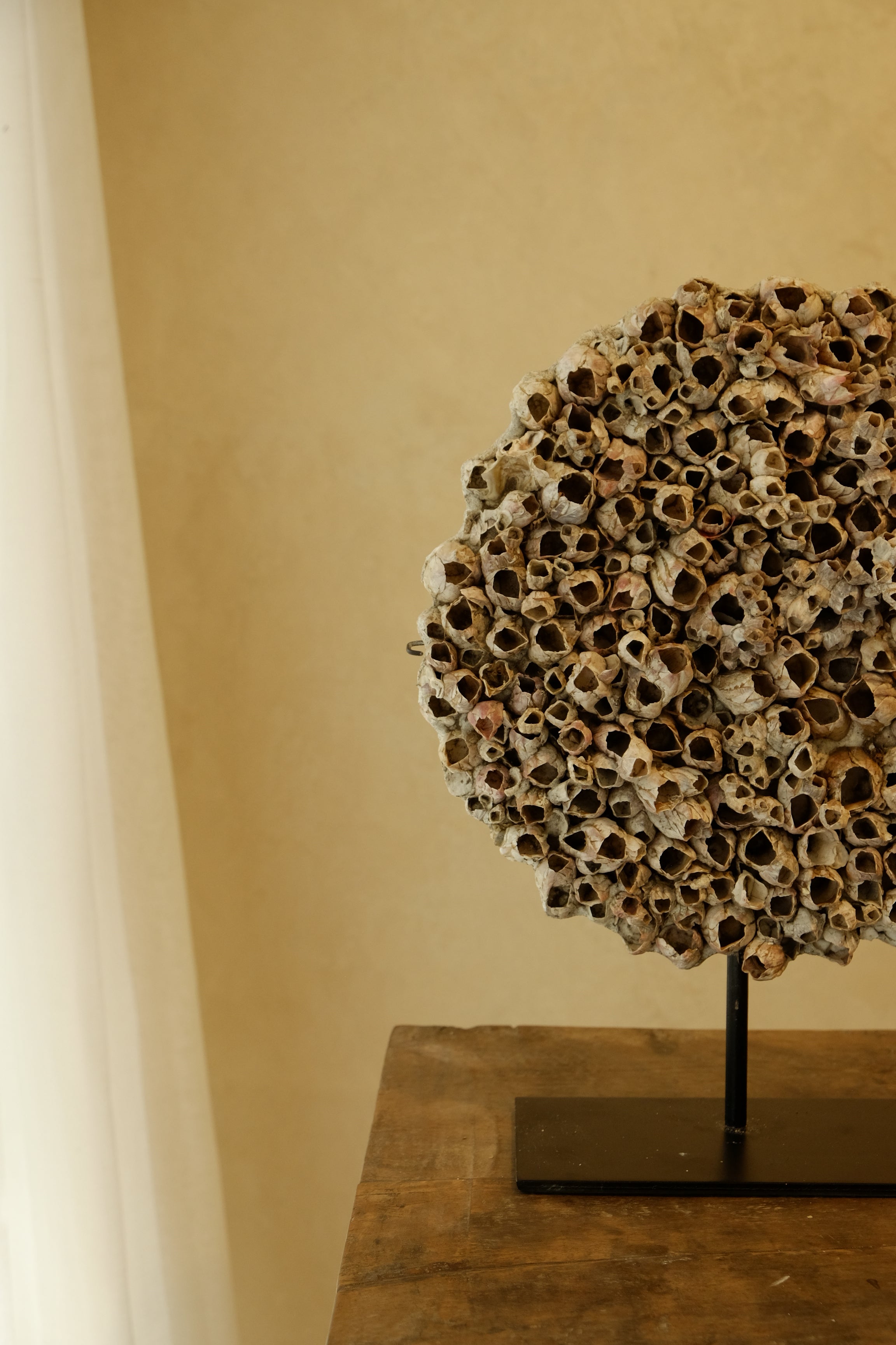 Barnacle Wall Plaque 250mm
