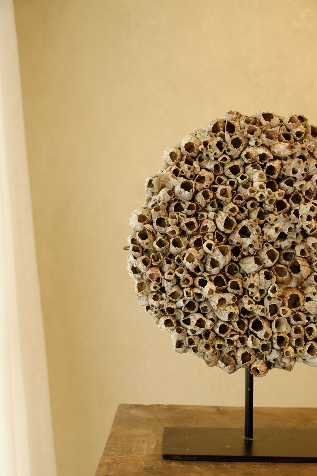 Barnacle Wall Plaque 250mm