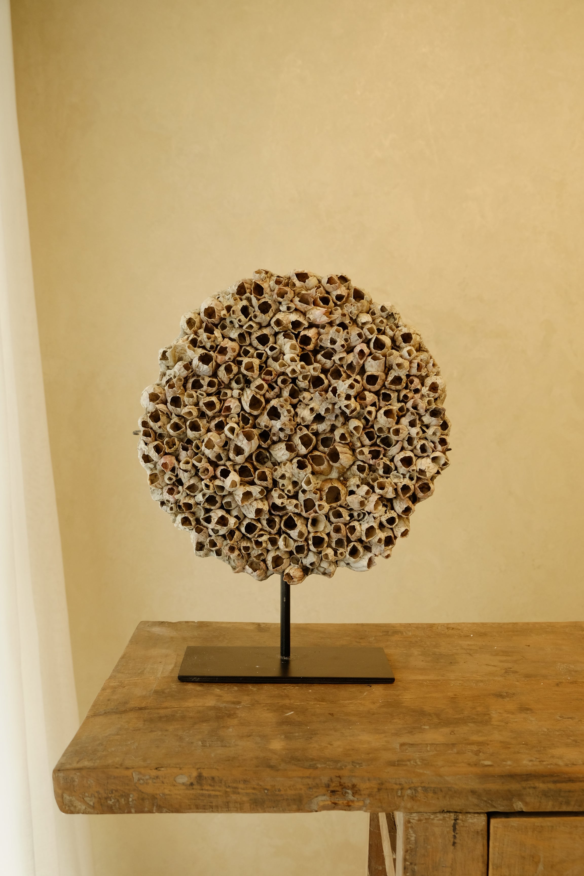 Barnacle Wall Plaque 250mm