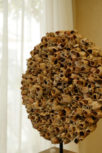 Barnacle Wall Plaque 250mm