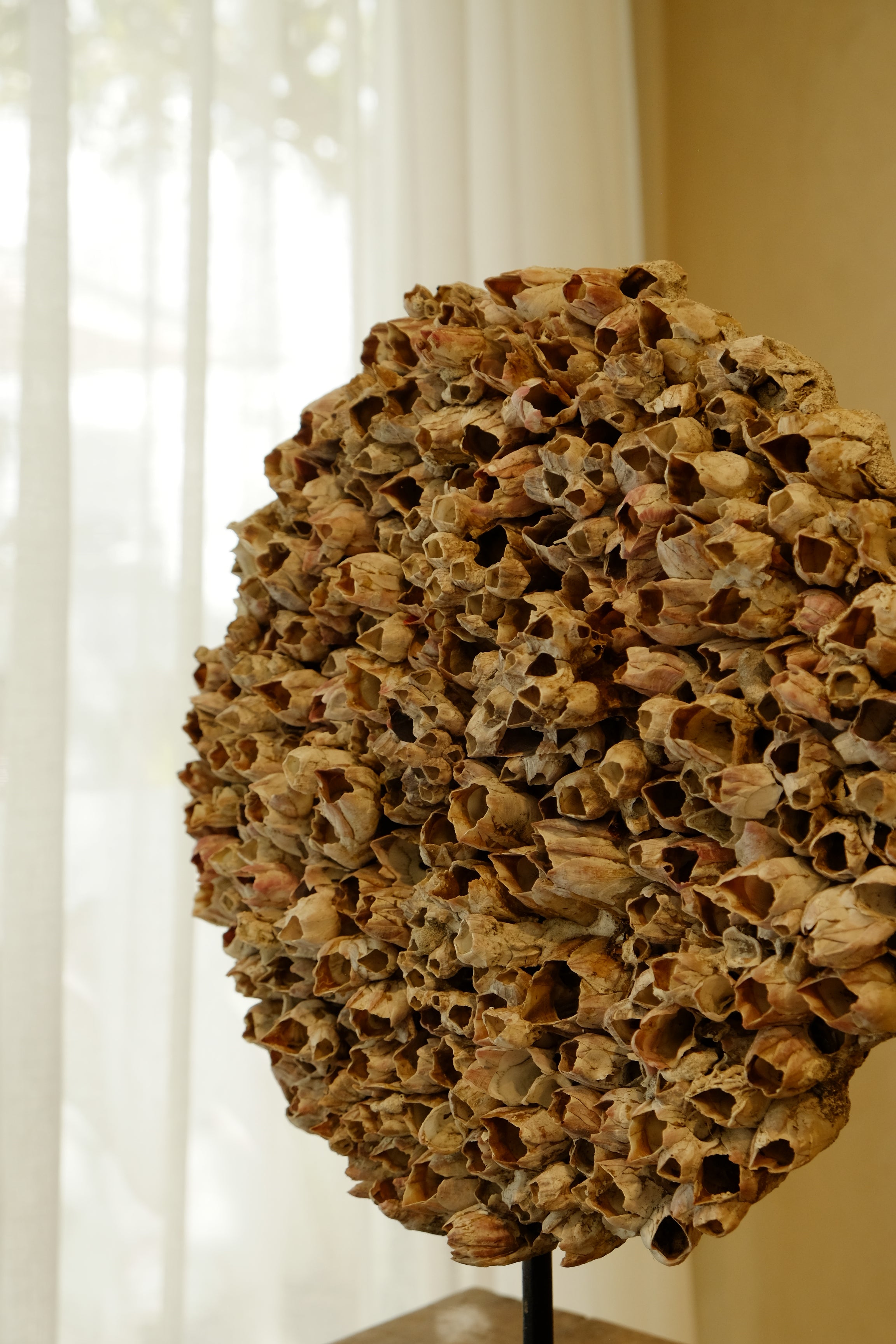 Barnacle Wall Plaque 250mm