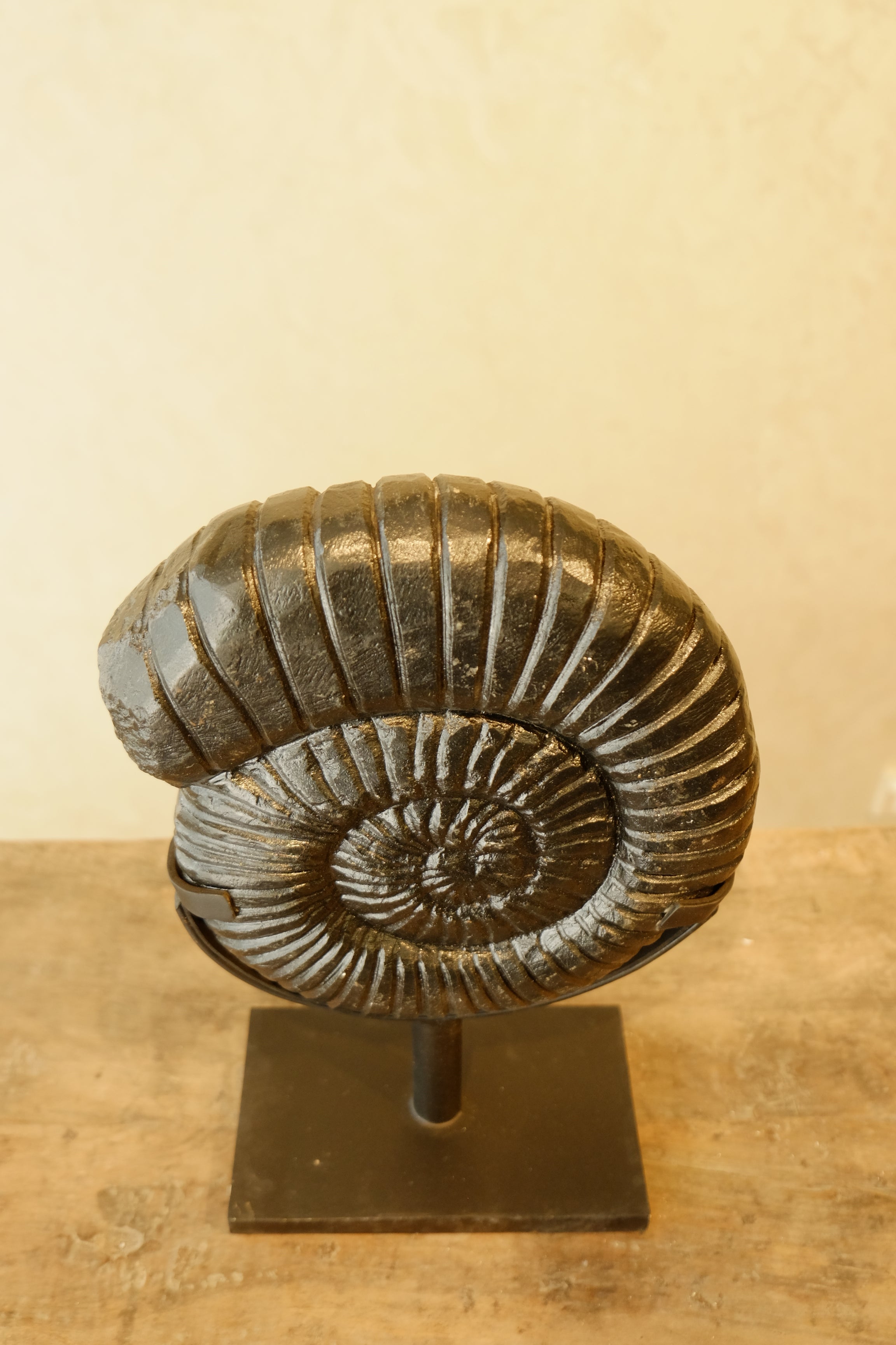 Ammonite Black on Stand Small