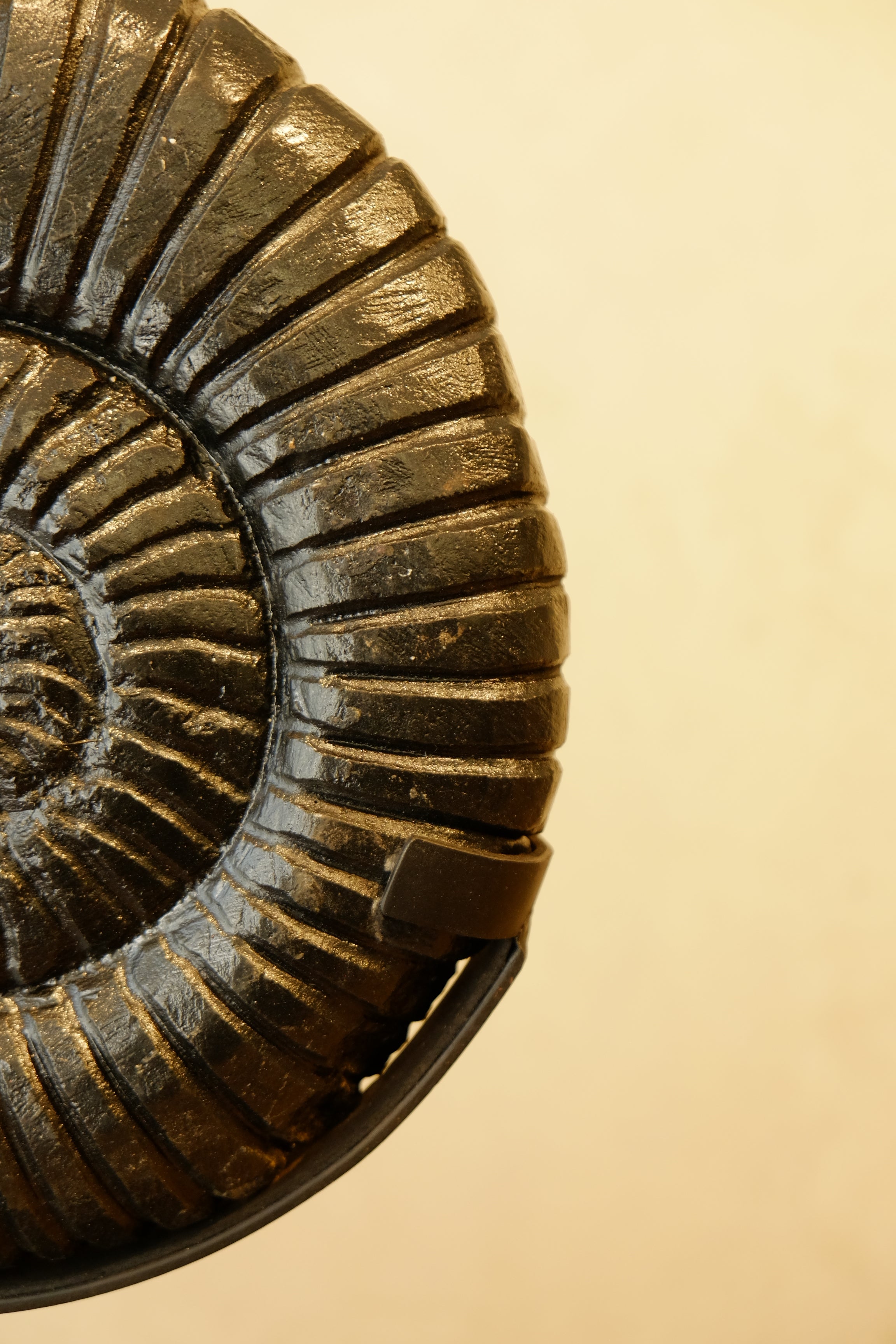 Ammonite Black on Stand Small