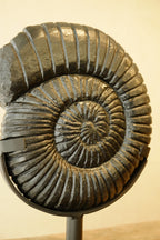Ammonite Black on Stand Small