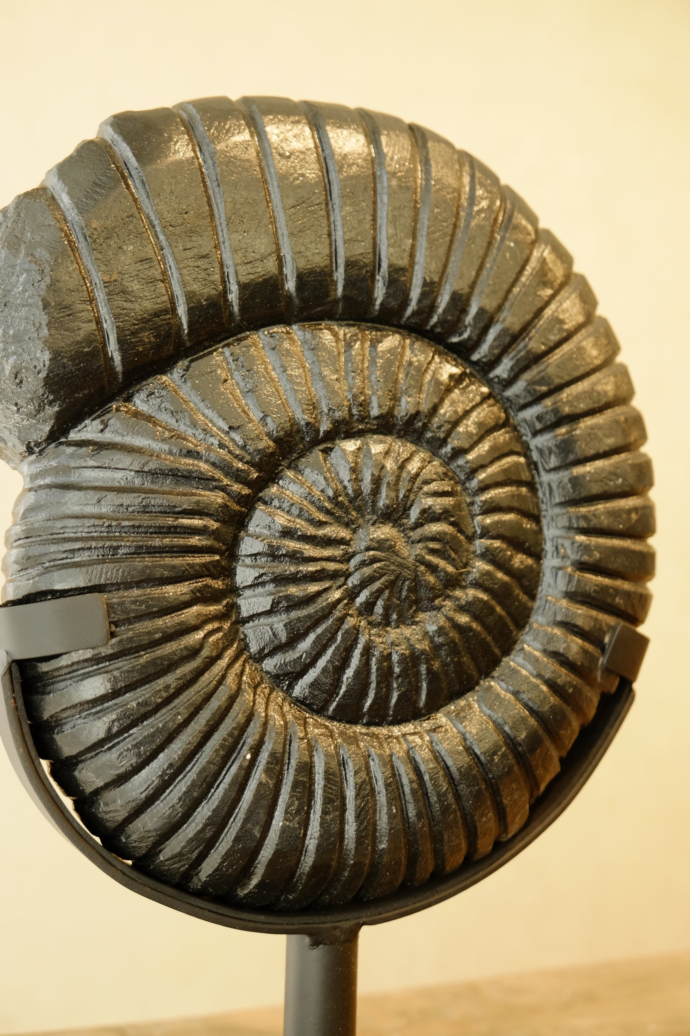 Ammonite Black on Stand Small