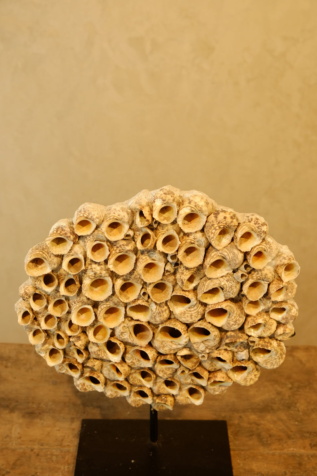Barnacle Wall Plaque 300mm