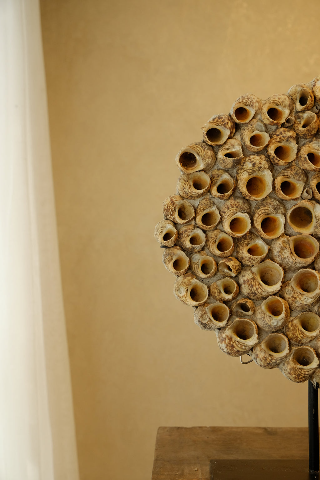 Barnacle Wall Plaque 300mm