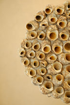 Barnacle Wall Plaque 300mm