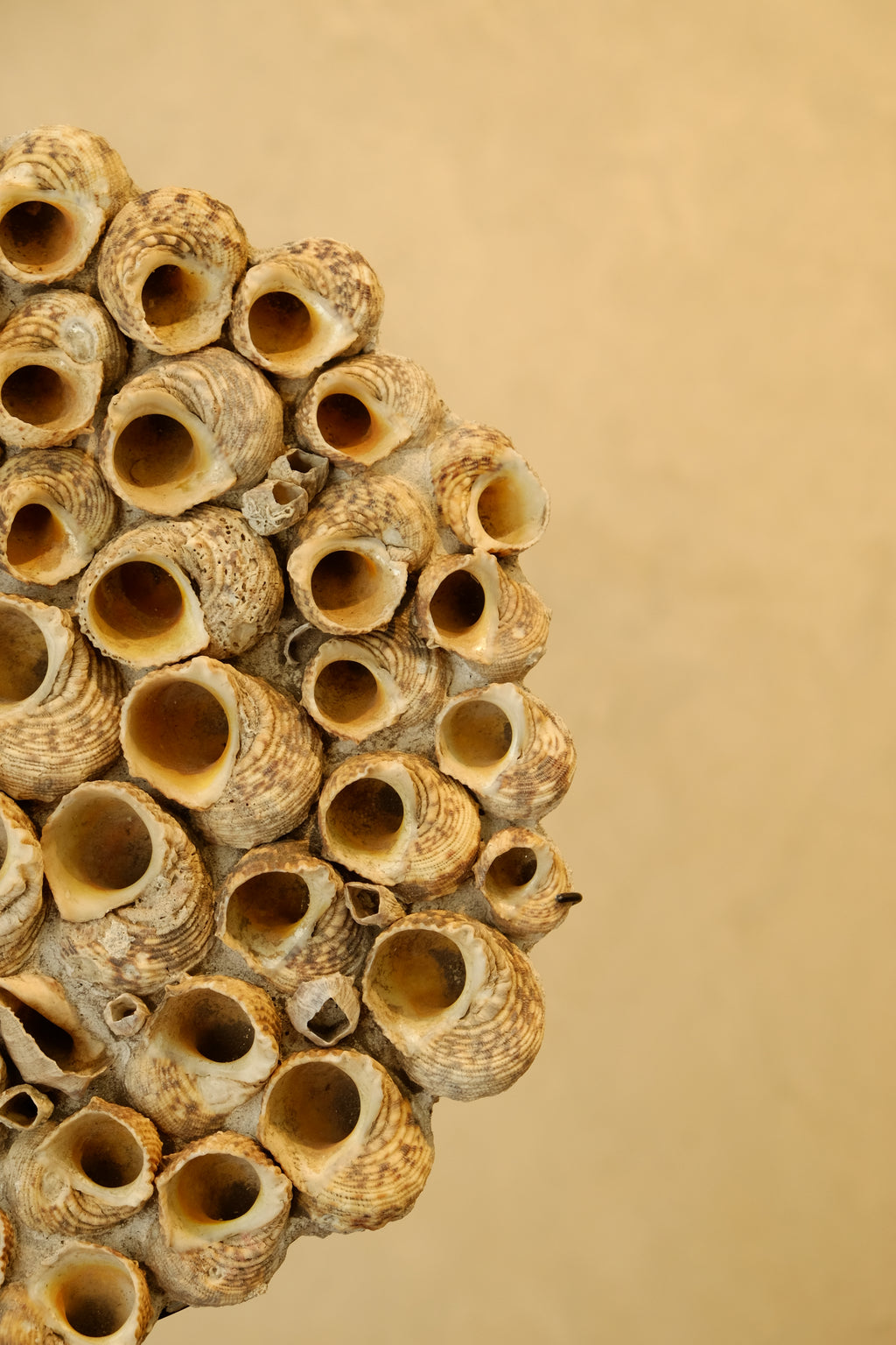 Barnacle Wall Plaque 300mm