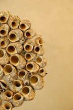 Barnacle Wall Plaque 300mm