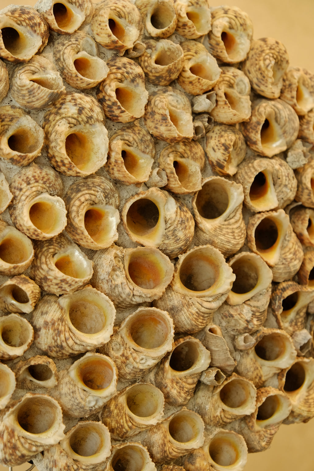 Barnacle Wall Plaque 300mm
