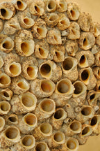 Barnacle Wall Plaque 300mm