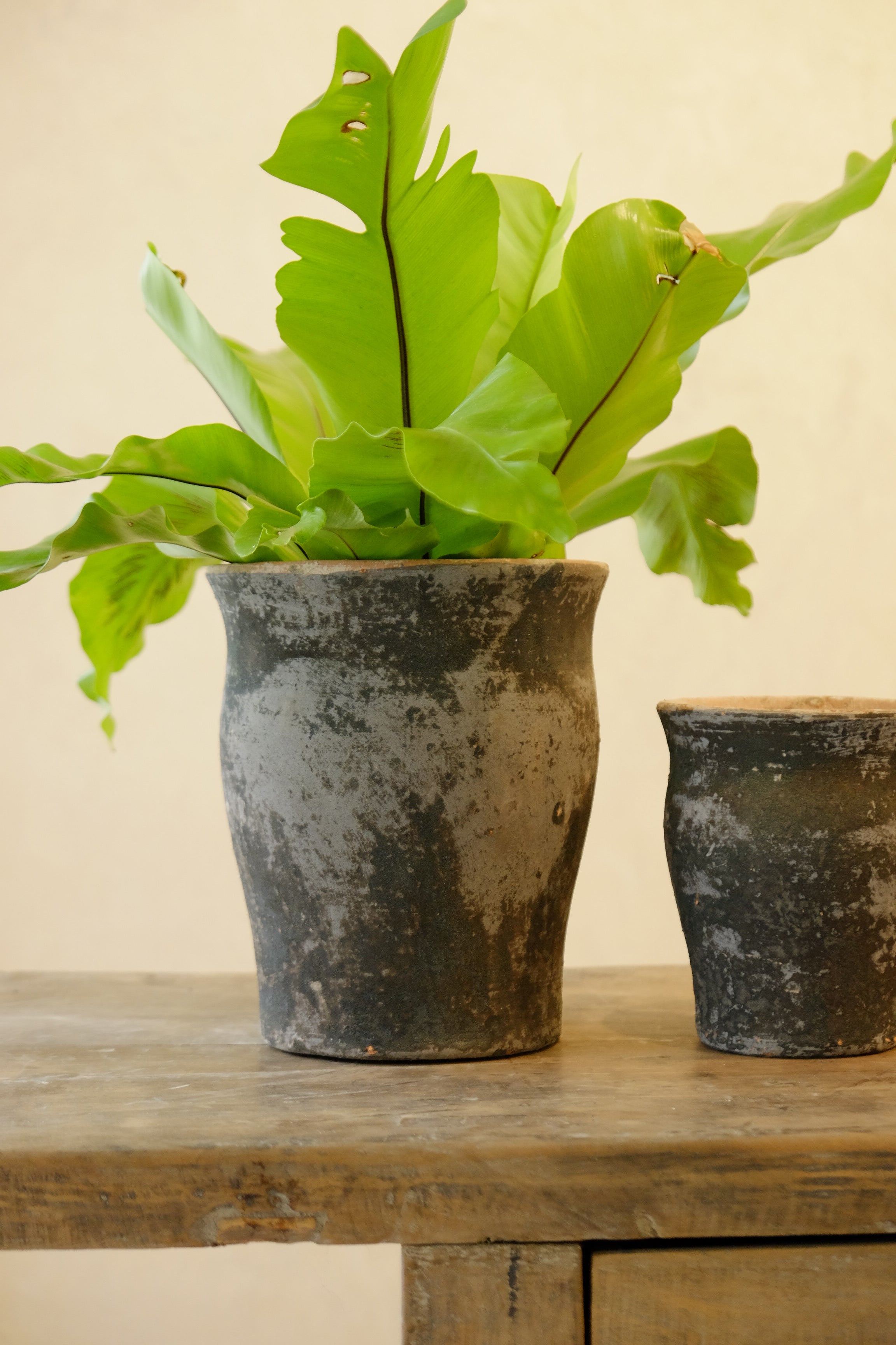 Taormina Pot – Vicolo Noir