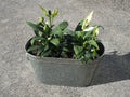 Galvanised Oval Planter wih Handles