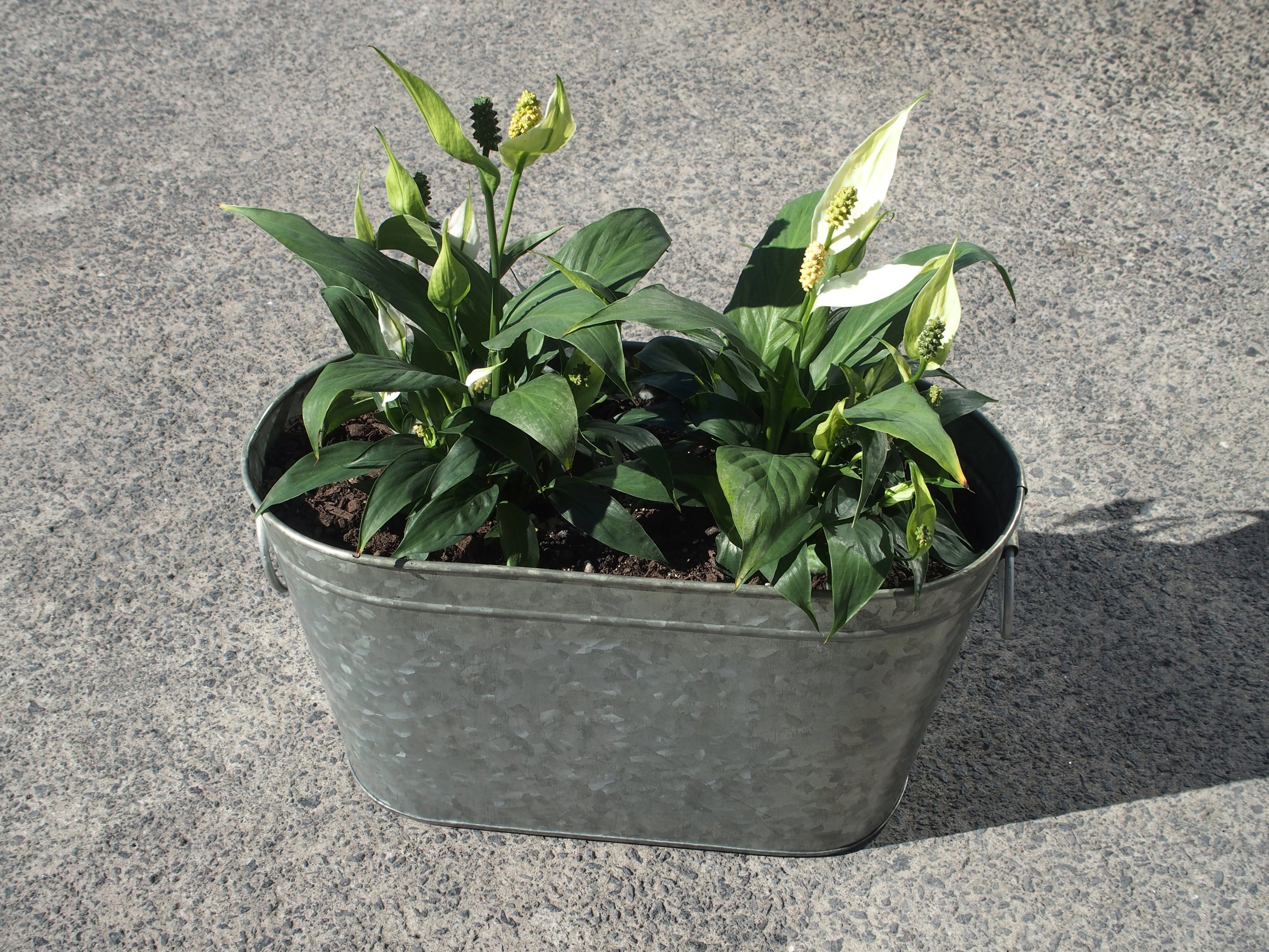 Galvanised Oval Planter wih Handles