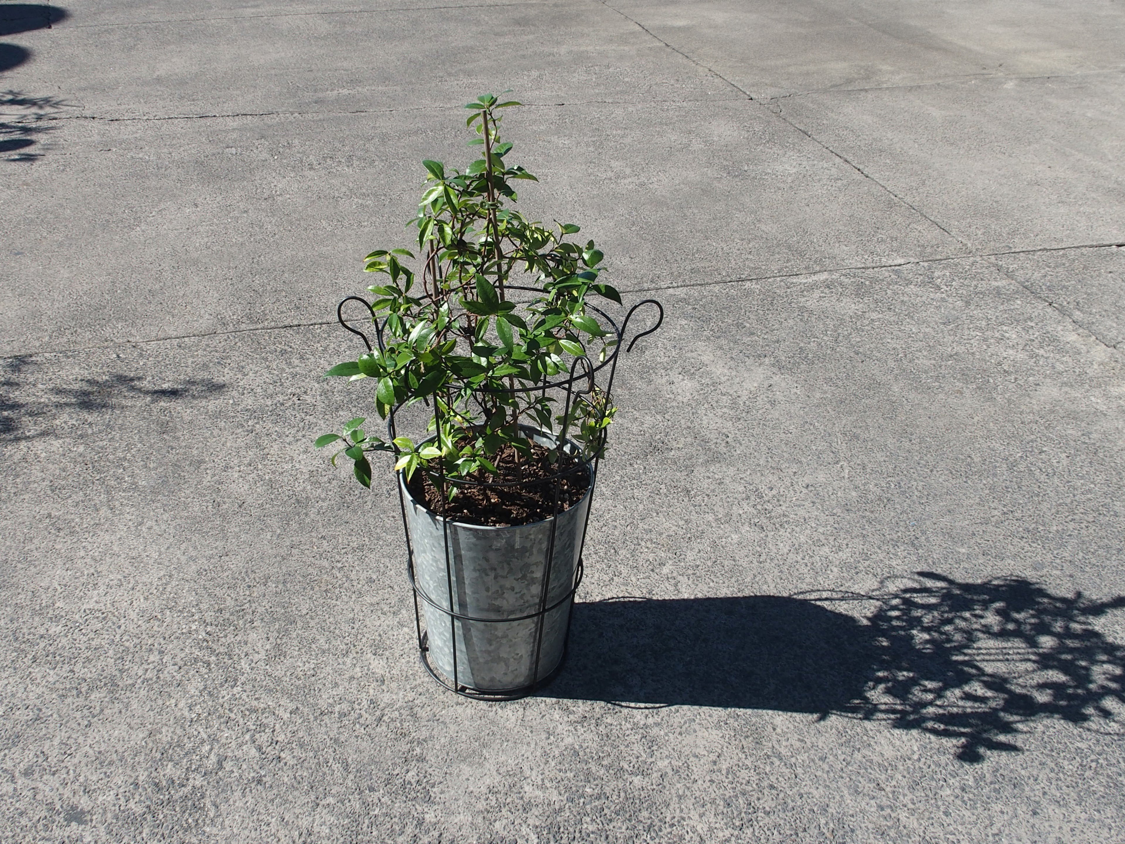 Galvanised Caged Planter