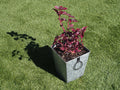 Galvanised Square Planter with Handles (x 2 sizes)