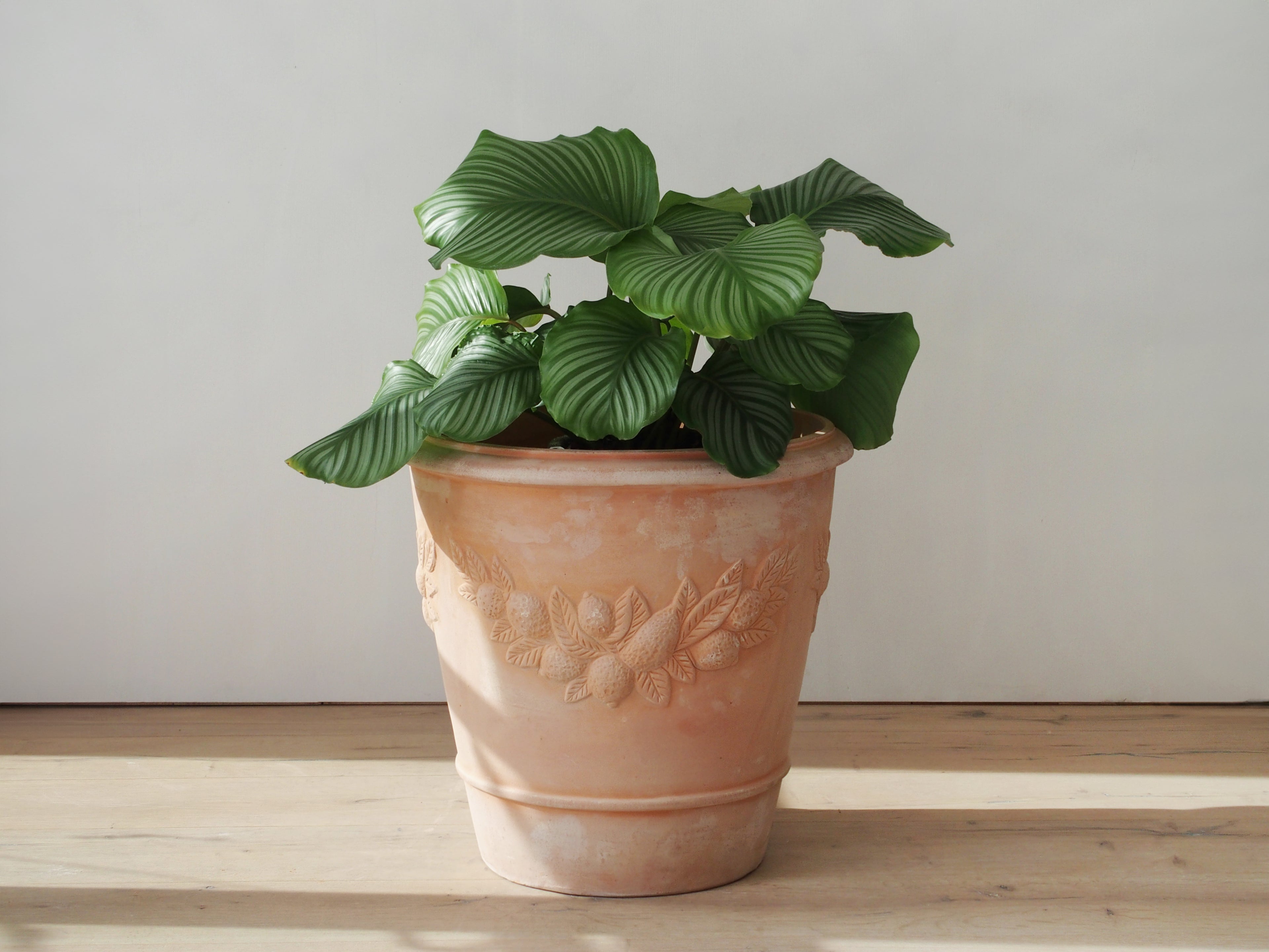 Terracotta Angel Round