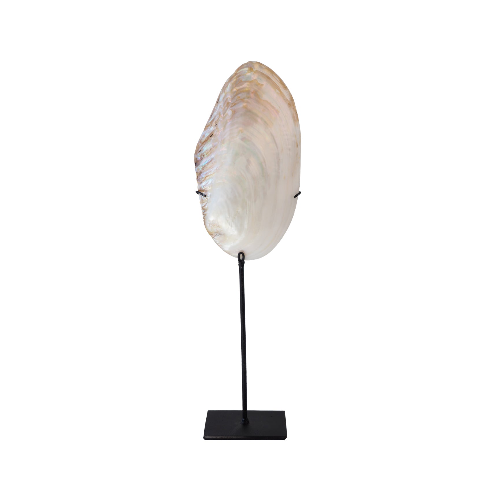 Shell White Pearl on Stand
