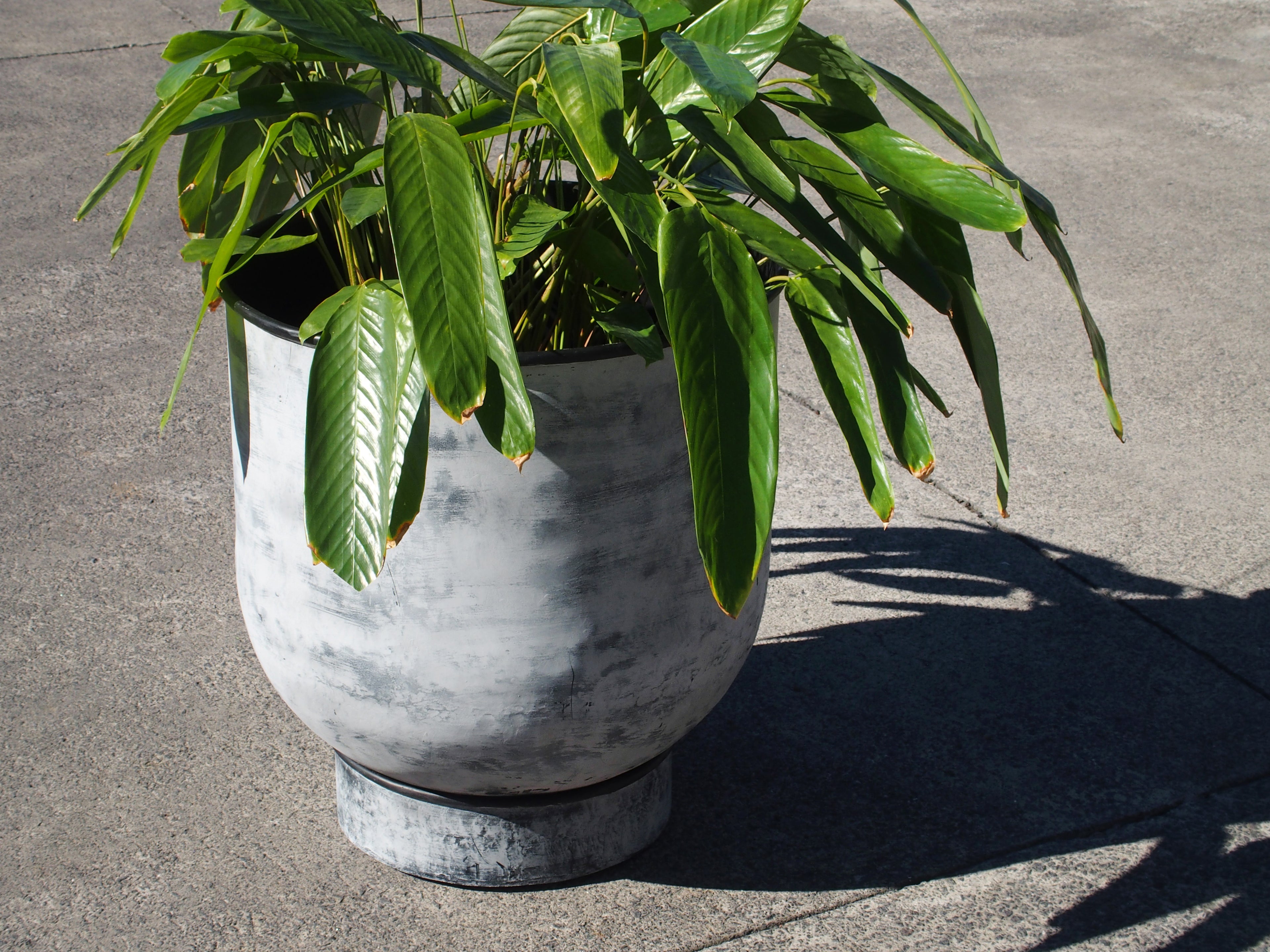Galvanised Barrel Planter with Saucer